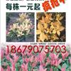 五色彩叶桂,珍珠彩叶桂,每株一元起售