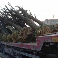 点击查看大图