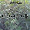 江苏青枫小苗最新報價/青枫小苗图片