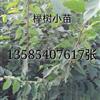榉樹小苗2图片\榉樹小苗2報價