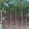 山东速生樱花信息