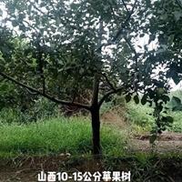 点击查看大图