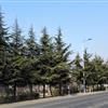 山东 青岛 大规格雪松 低价处理 8米 9米 10米以上