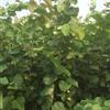 低级处理巨紫荆小苗 （1-1.5-2m)  巨紫荆小苗报价