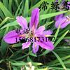 浙江常绿鸢尾