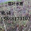 花叶水葱供应/花叶水葱图片