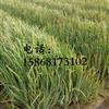 浙江黄菖蒲介绍