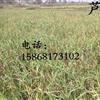 芦竹报价\芦竹图片 浙江 绍兴 萧山