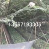 ޱ6-8ͼƬ\ޱ6-8ֱ