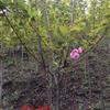 成都地区樱花基地大量供應3公分樱花