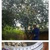 桂花17供应/桂花17图片