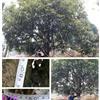 桂花27*新价格/桂花27报价
