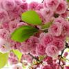 泰安樱花