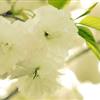 泰安樱花苗_泰安樱花树_泰安樱花价格
