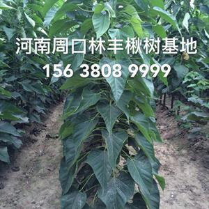 点击查看大图