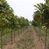 2015年广玉兰基地，广玉兰最新报价，优质广玉兰树苗哪里有