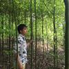 江西最大桂花树苗基地，桂花价格哪里便宜，桂花小苗报价