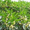 大量供应桂花