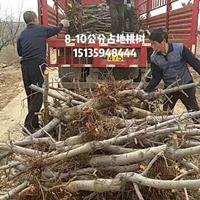 点击查看大图