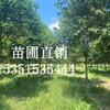 东台女贞批发  盐城女贞  大叶女贞价格