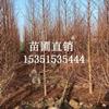 特供水杉 东台苗木 江苏水杉基地 水杉价格