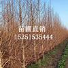 盐城水杉农户直销 东台水杉价格 