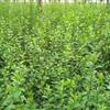 绿化专用水蜡 青州水蜡种植基地 滨州水蜡苗木 万亩水蜡批发价