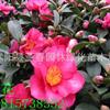 【亚春园林】阳台室内盆栽花卉植物 茶花苗 四季易种 基地直销