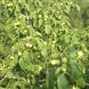 8518核桃种植——优秀的8518核桃种植基地 您的首选
