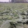 楸树1-30公分量大西大 梓树小苗500万棵