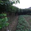 大叶女贞2公分3公分4公分