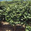 漳州供应1-15公分茶花