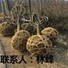 点击查看大图