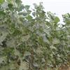 速生杨大量低价供应,河北邯郸速生杨种植基地