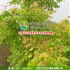 江西三农-优良的绿化树种-金叶栾 供应彩叶苗木 江西苗木
