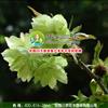 江西三农-早春重要观花树种-郁金樱 出售郁金樱小苗