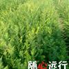 二年生红豆杉4最新价格/二年生红豆杉4报价