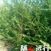 浙江二年生红豆杉2最新报价/二年生红豆杉2图片