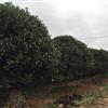 1520CMڷ4.568*¼۸/1520CMڷ4.568