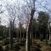 ޱ۸-컨ޱ-ޱֲ-ޱ׮-Ǥޱ