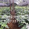 八角金盆,湖南八角金盘,八角金盘杯苗,八角金盘袋苗,盆苗