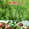 花椒苗，绿色篱笆专用树苗，运城大红袍花椒苗收益可观，山西花椒