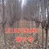 6-7公分紫叶李价格8-9-10公分紫叶李价格查询-紅葉李价