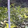 供应花梨木（鄂西红豆树）苗