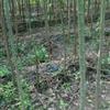 专供2-4公分丝棉木