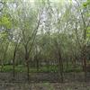 成都垂柳种植 垂柳基地 垂柳苗圃基地直销