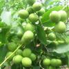 核桃苗 3公分核桃树5公分核桃树大量提供