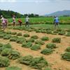 郴州马尼拉草坪湖南顺发马尼拉草坪基地