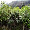 三明地区供应地径2公分烈香茶花