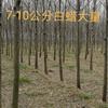 出10公分速生白蜡1200棵，济宁市机场路北邻。